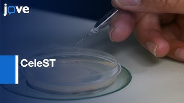 Analysis of C. elegans Swim Behavior by CeleST | Protocol Preview