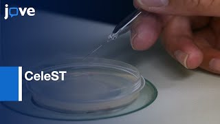 Analysis of C. elegans Swim Behavior by CeleST | Protocol Preview