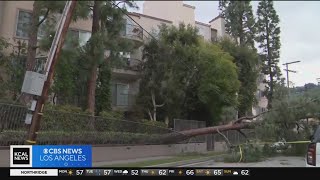 Studio City tree cuts power to block; Samaritan pays for its removal