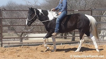 Buford - sidepass to mount from fence, riding bareback, laying down! - ValleyViewRanch.net