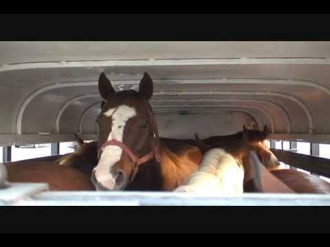 Slaughterbound ex pet horses from MB to AB Sept 12...