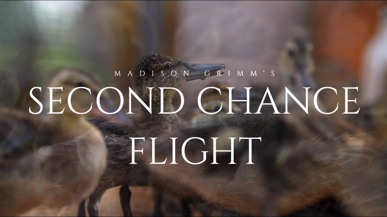 Документальный фильм Мэдисон Гримм «Второй шанс на полет» | Полная версия