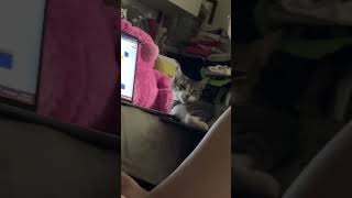 Look at my eyes meowmy,is that still long Zzzz? #cat #sleepycat #cute #funny #catlife #pet