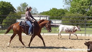 Kaytkat - working cows #1! - ValleyViewRanch.net