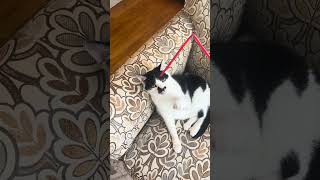 Video of my grandparent’s awesome cat: Phoebe #cat #catshorts #catvideos #cats