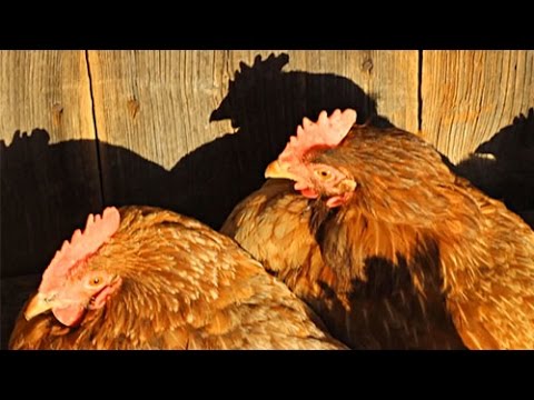 Старушки - несушки. Сколько лет живут куры?