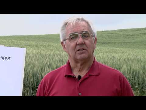 Video: Cereal Cyst Nematode Info: Saznajte više o kontroli i prevenciji nematoda ciste žitarica