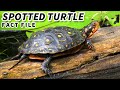 Spotted Turtle Facts: the POLKA DOT Turtle 🐢 Animal Fact Files