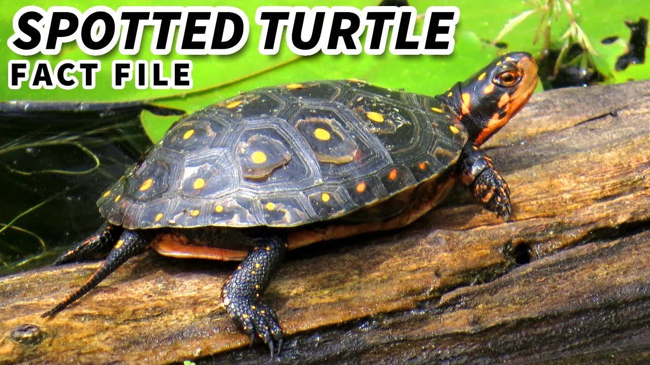 Spotted Turtle Facts The POLKA DOT Turtle Animal Fact Files YouTube Spotted Turtle Facts The POLKA DOT Turtle Animal Fact Files YouTube