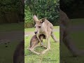 「赤ちゃんカンガルーが無邪気なで可愛い！」❤️The spoiled baby kangaroo is cute ❤️