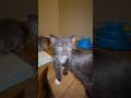 What People Don’t See… The Reality of Raising Kittens 🐾 #kitten #kittens #rescue #foster