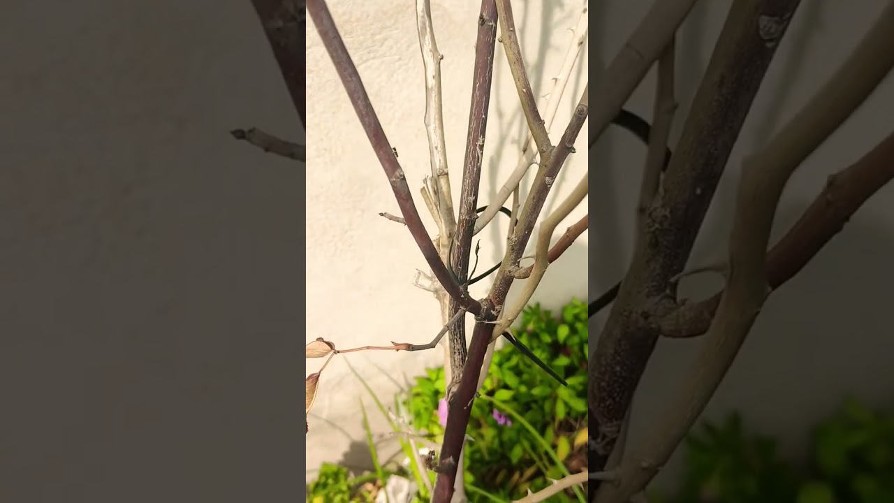 02 insect Bethylus sp. (Plattwespe), [Bethylidae],(Bethylus coniceps),حشرة من الطيريات 