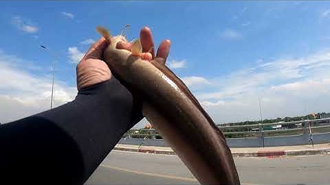 1 Con Cá Sửu Bé Tí Lúc Giữa Đêm | Dân Chơi Đi Câu