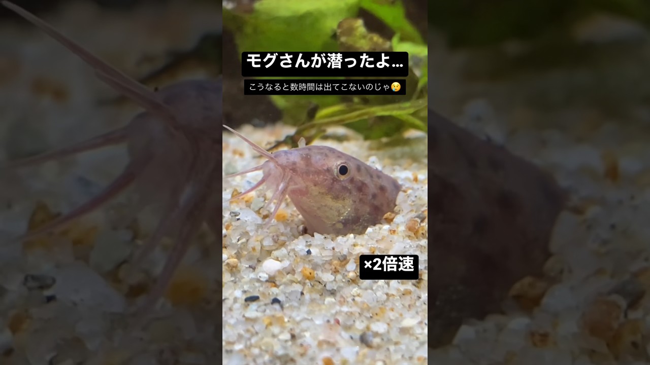 今日のモグさん。 