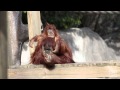 A Warm Winter's Day for Orangutan Relaxing