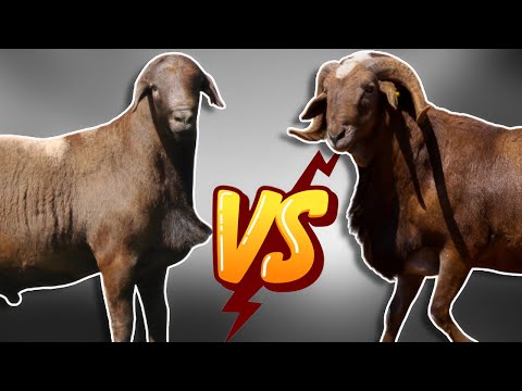 Meatmaster VS Damara Which One to Choose
