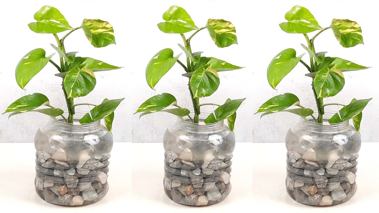 How To Grow Money Plant In Water Complete Guide For Beginners how-to-grow-money-plant-in-water-complete-guide-for-beginners