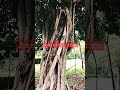 Tree and beautiful root texture #tree #trees #roots#root #shorts#short#art#nature #naturephotography