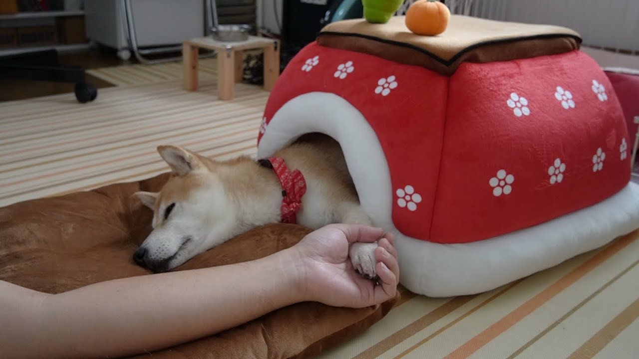 柴犬小春 犬用こたつでお昼寝 犬も人もダメになる Youtube