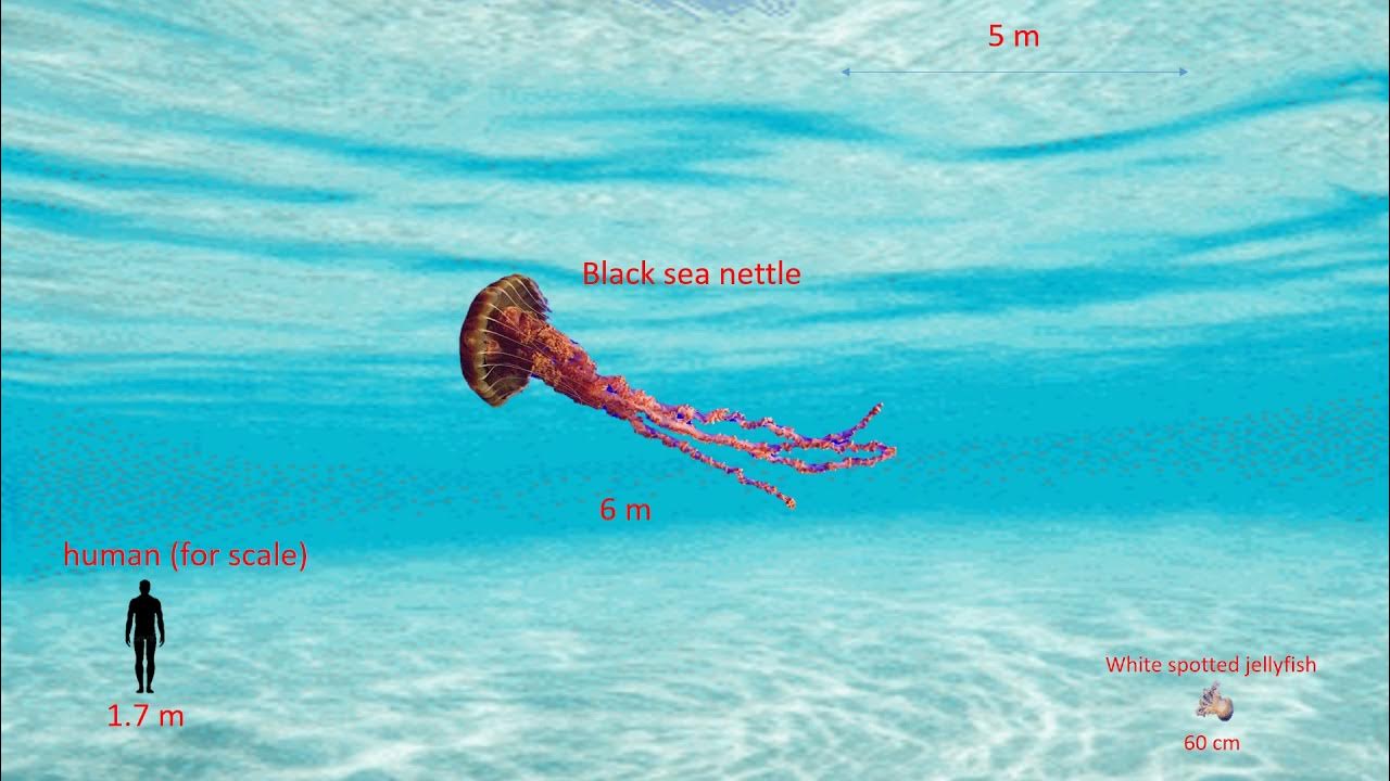 jellyfish size comparison YouTube
