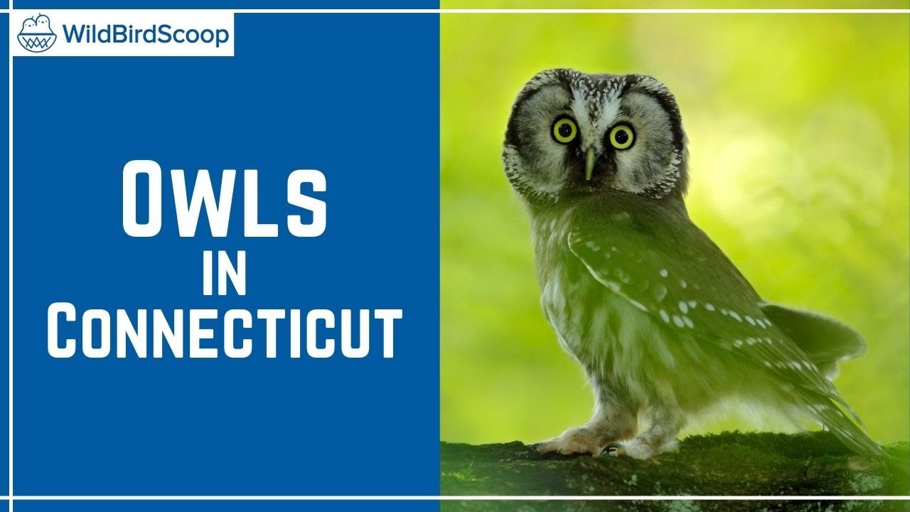 Owls In Connecticut Spot All 12 Species In The Constitution State