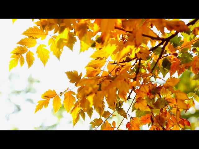 Beautiful nature short status video ~with~relaxing background music || No Copyright short video.