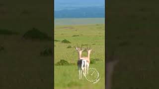 #trending #viral #short #shortvideo #youtubeshorts #tiktok #animals #wild #like #love #life #deer