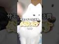 【初公開】サモエドの生活費公開します！6月分 #samoyed #サモエド #癒し