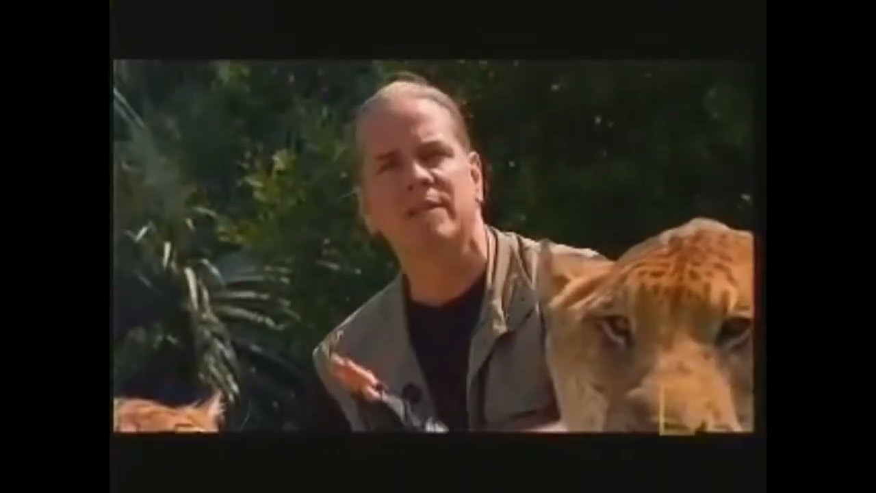 Liger, the definitive cat - National geographic