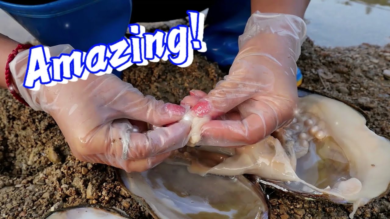 Pearl hunters/golden pearls/fishing nets fish out huge mussels in the clear pool in the mountains