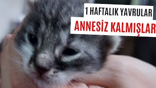 Annesiz Kalan Bebekleri Süt Anneyle Buluşturduk