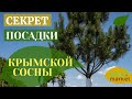 Крымская сосна - как посадить? Раскрываем секрет необычной посадки крымской сосны | Botanic Market