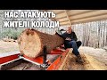 Оце Шок! Розпилюємо Колоду на Пилорамі, а там Щось Живе!!