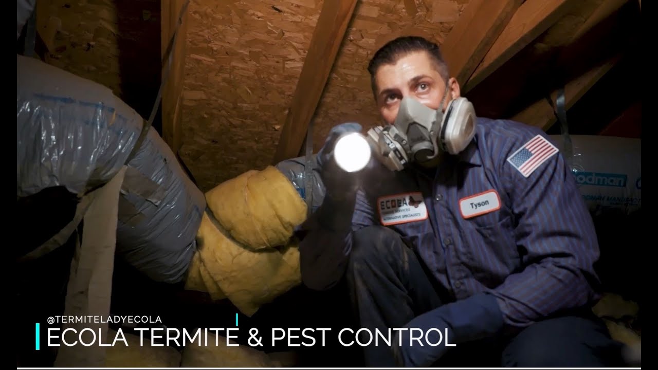 Ecola Termite & Pest Control featured on DestinationLA YouTube