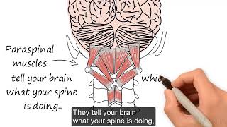 Haavik Research  - Introduction To Chiropractic