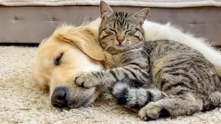 This Golden Retriever and Adorable Cat are Inseparable Friends!