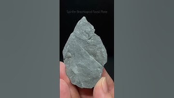 380 million year old Spirifer Brachiopod fossil plate