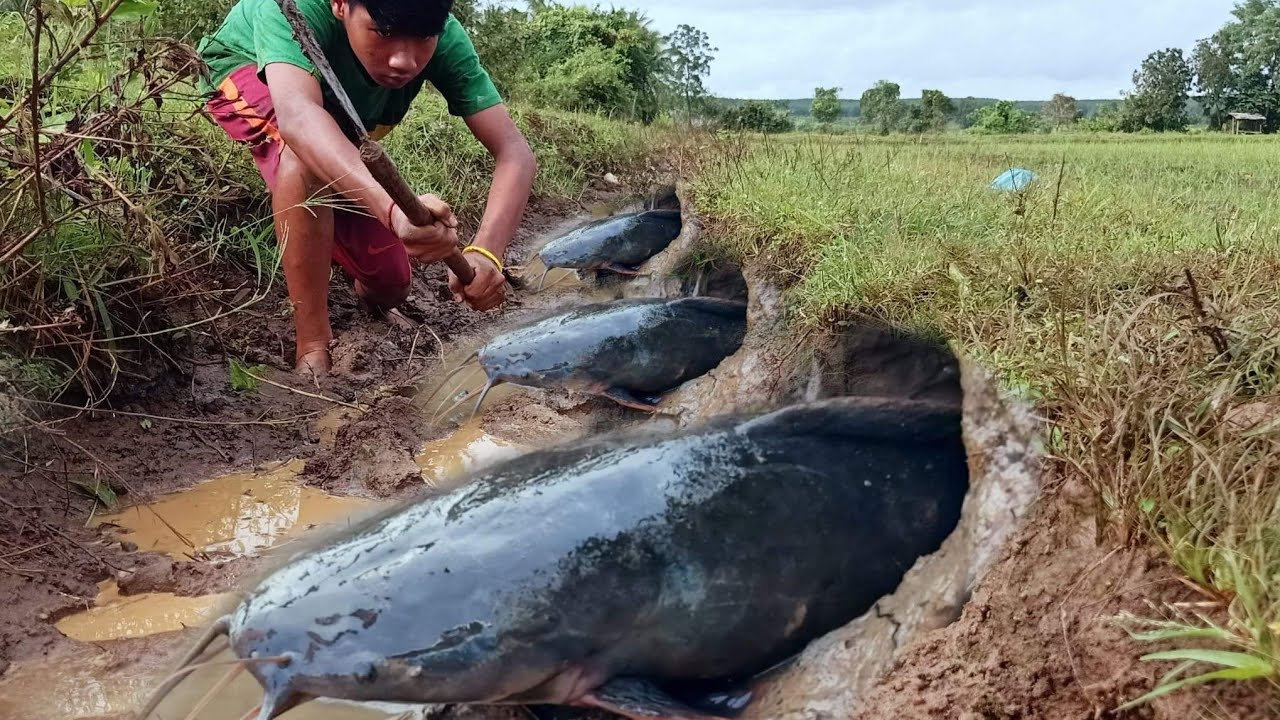 WOW! amazing fishing - Catch a lot of fish in the underground at field ...