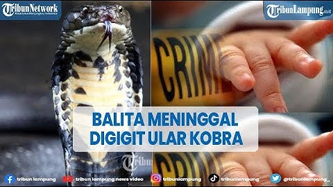 Seorang Balita Meninggal Setelah Digigit Ular Kobra saat Tidur