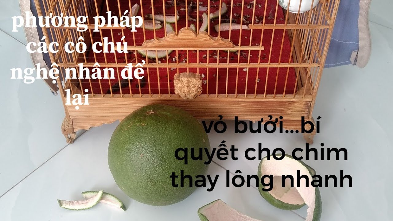 Vỏ bưởi..bí quyết dân gian giúp chim thay lông nhanh !!!