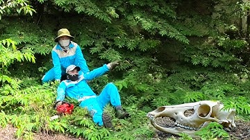 Shocking Discovery! Giant Animal Skull Found Deep in Abandoned House – What Happened Here? 😱🦴