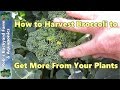 How to Harvest broccoli to get more from your plants...