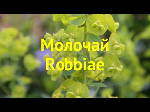 Video: Euphorbia Myr