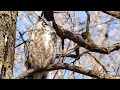 Great Horned Owl - Revisited