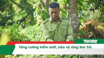 Tăng cường kiểm soát, bảo vệ rừng Sơn Trà
