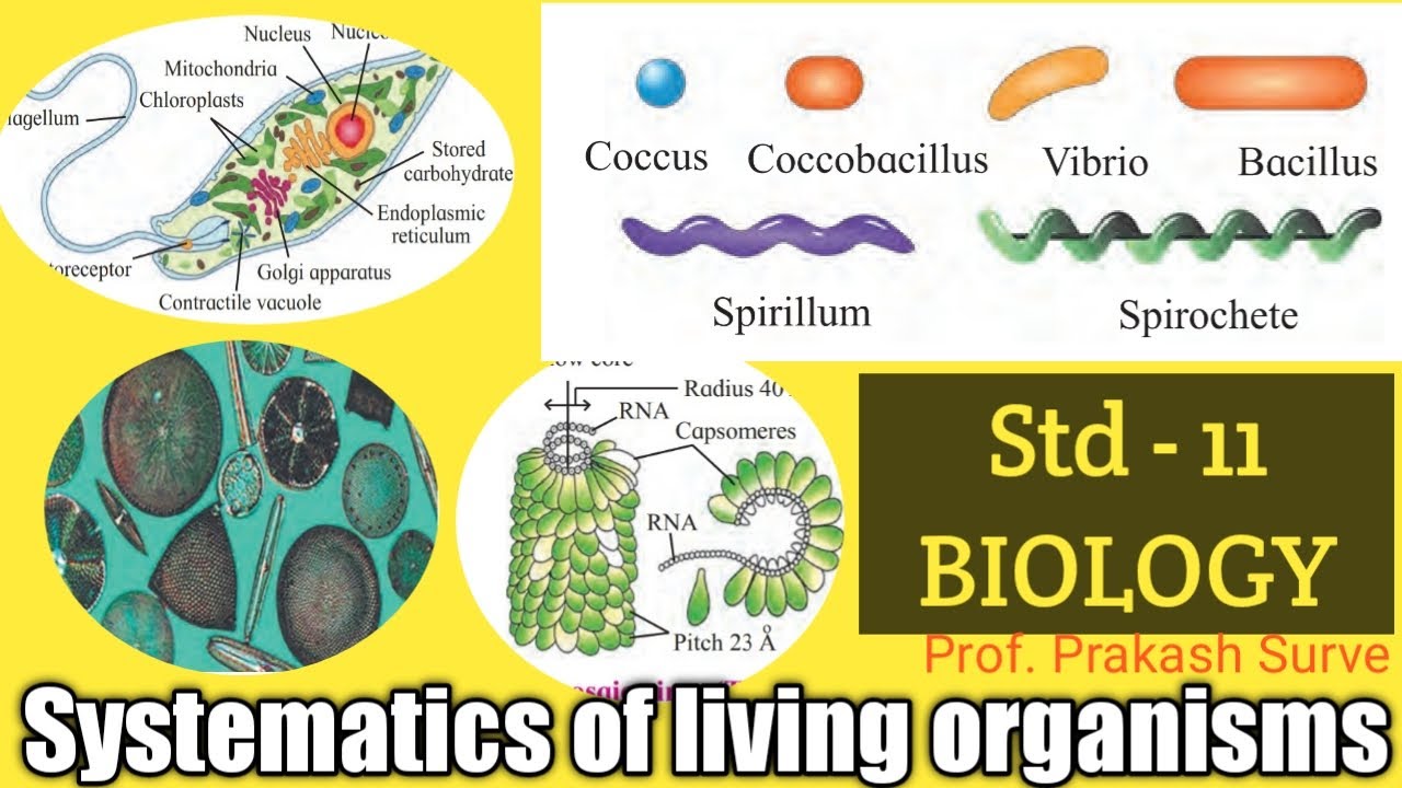 Видеоуроки биологии 11 класс. Systematic of щкпфтшяьы. Obtryx 2 System. Living Organisms. Sedimentation of Living Organisms.