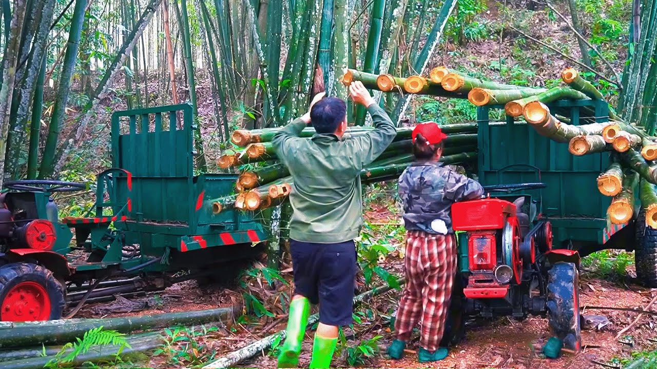 Hard Working Couple Move Huge Bamboo Trees with Buffalo & Tractor to Rebuild Their Garden Pond