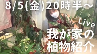 【Live】我が家の観葉植物を紹介します☺️