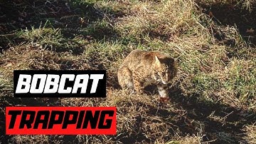 How to trap Bobcats! "Bobcat Flag"