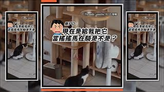 貓咪坐掃地機器人上　當坐騎巡邏：快載偶去找奴才